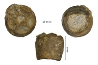 Apriocrinoide parkinsoni